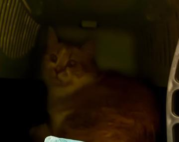Europäische Hauskatze