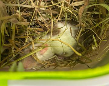 Maus