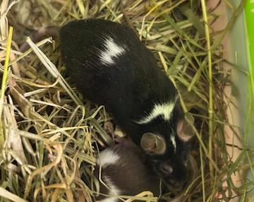 Maus