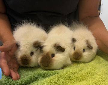 Meerschweinchen