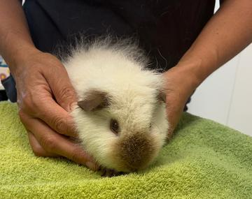 Meerschweinchen