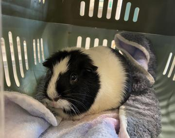 Meerschweinchen