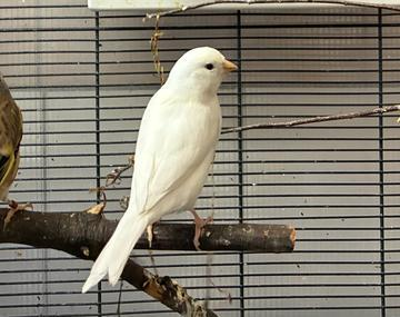 Kanarienvogel