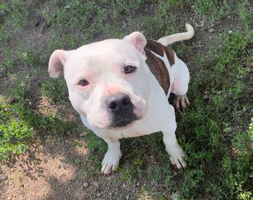 Staffordshire Bullterrier-Mischling