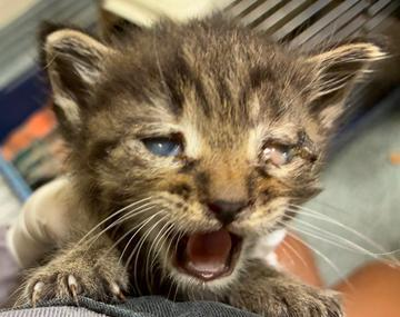 Europäische Hauskatze