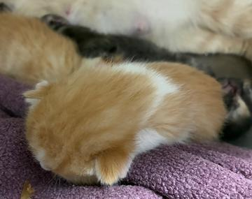 Europäische Hauskatze