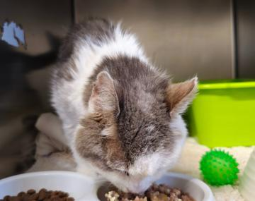 Langhaarkatze