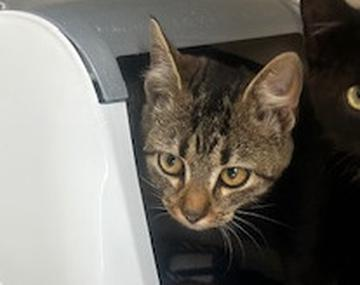 Europäische Hauskatze