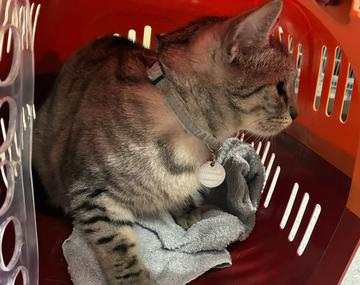 Europäische Hauskatze