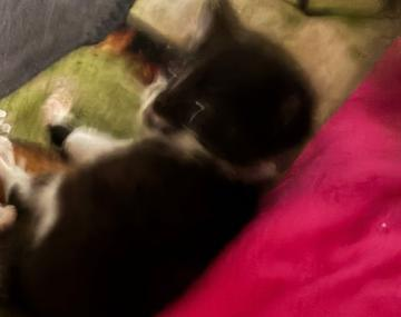 Europäische Hauskatze