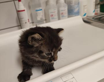 Europäische Hauskatze