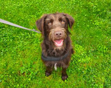 Labrador Retriever-Mischling