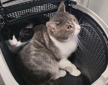 Europäische Hauskatze