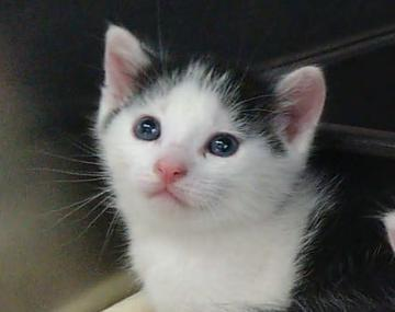 Europäische Hauskatze