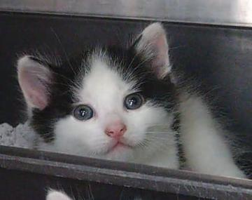 Europäische Hauskatze