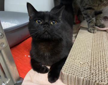 Europäische Hauskatze