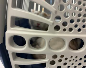 Europäische Hauskatze