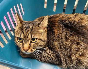 Europäische Hauskatze