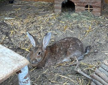 Kaninchen