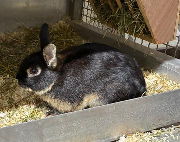 Kaninchen