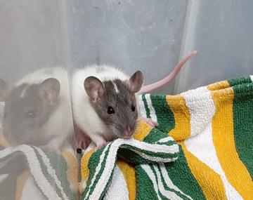 Ratte