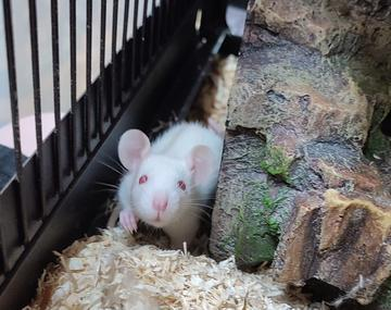 Ratte
