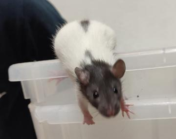 Ratte