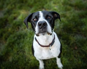 Fundtier Tier-ID 12114