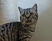 Fundtier Tier-ID 37991