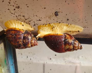 Fundtier Tier-ID 36992