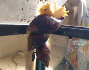 Fundtier Tier-ID 36996