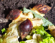 Fundtier Tier-ID 37000