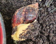 Fundtier Tier-ID 37004