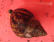 Fundtier Tier-ID 37007