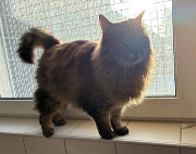 Fundtier Tier-ID 39075