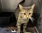 Fundtier Tier-ID 39076