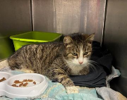 Fundtier Tier-ID 39077