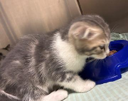 Fundtier Tier-ID 39033