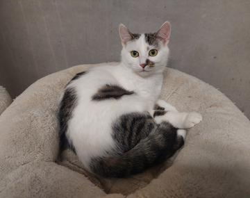 Europäische Hauskatze