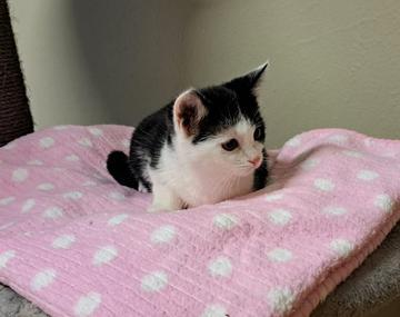 Europäische Hauskatze