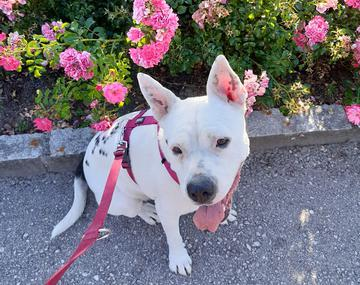 Pit Bull-Mischling