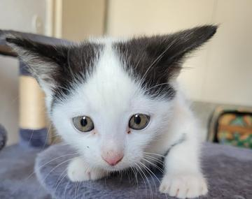 Europäische Hauskatze