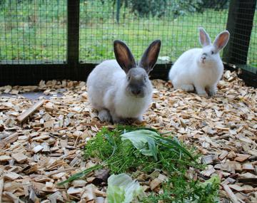 Kaninchen