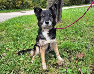 Collie-Mischling