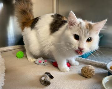 Maine Coon-Mischling