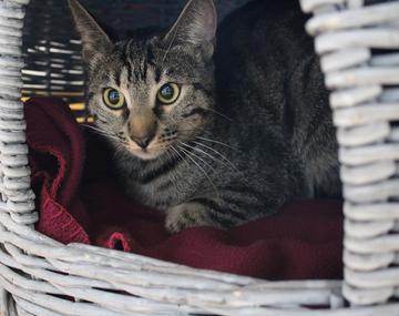 Europäische Hauskatze