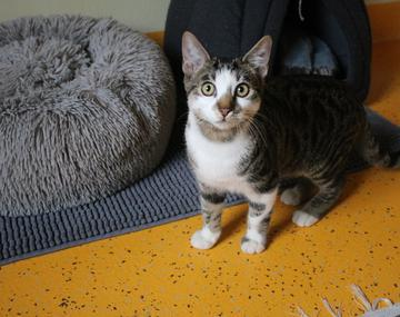 Europäische Hauskatze