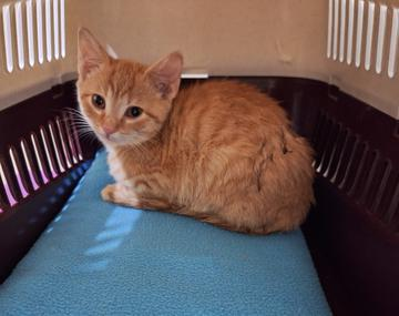 Europäische Hauskatze