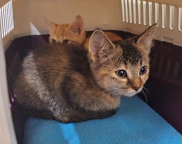 Europäische Hauskatze