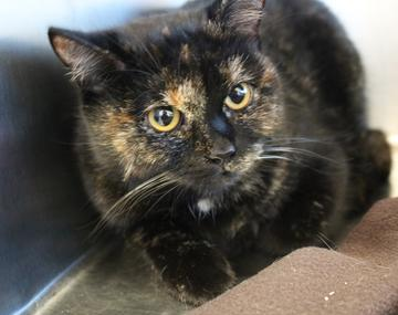 Europäische Hauskatze